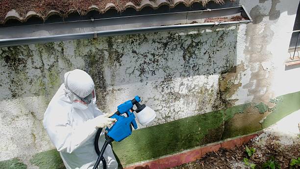 Top rated local Bathroom Mold Removal specialists in Kingston, TN